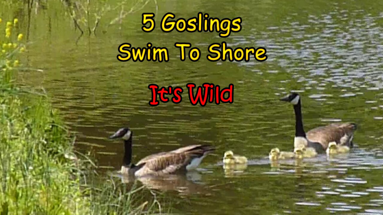 5 Goslings Swim To Shore – It’s Wild