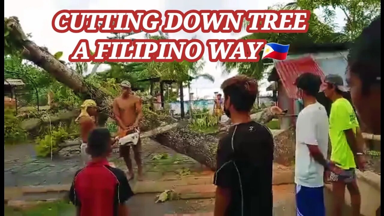 CUTTING DOWN TREE A FILIPINO WAY🇵ðŸ‡