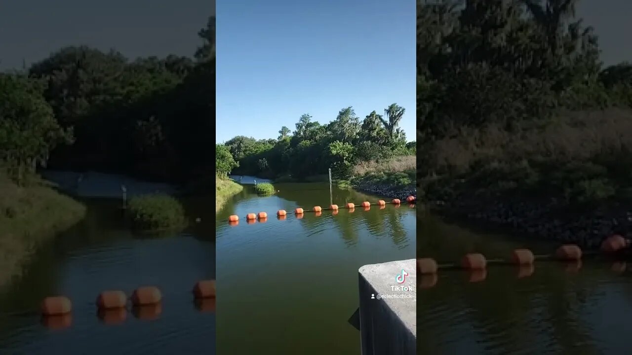 Saddle Creek from the top of the lock #saddlecreek #polkcounty #florida