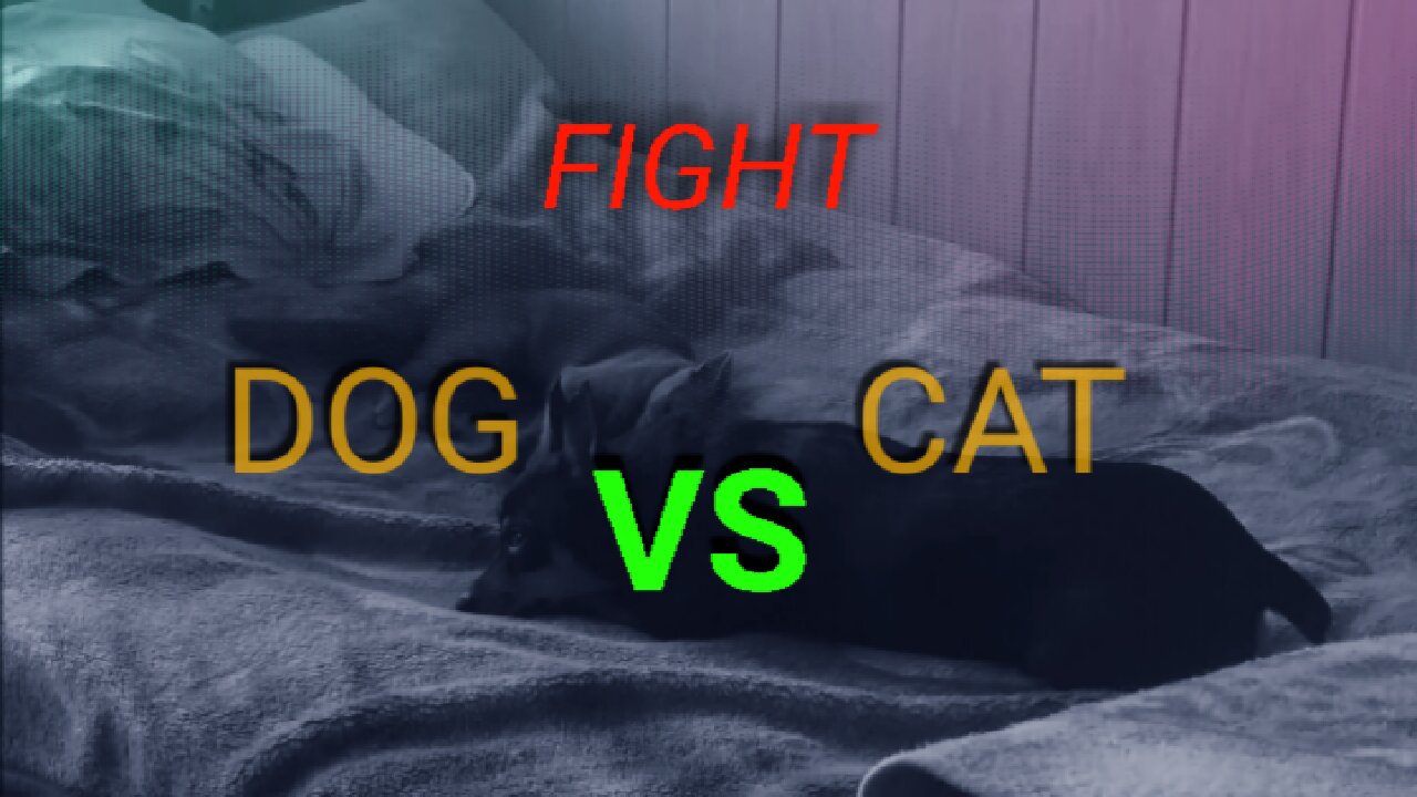 Funny Cat vs Dog Fight on the bed