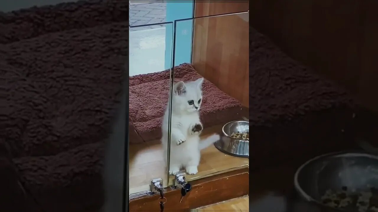 Am I cute #shorts #foryou #cats #youtubeshorts