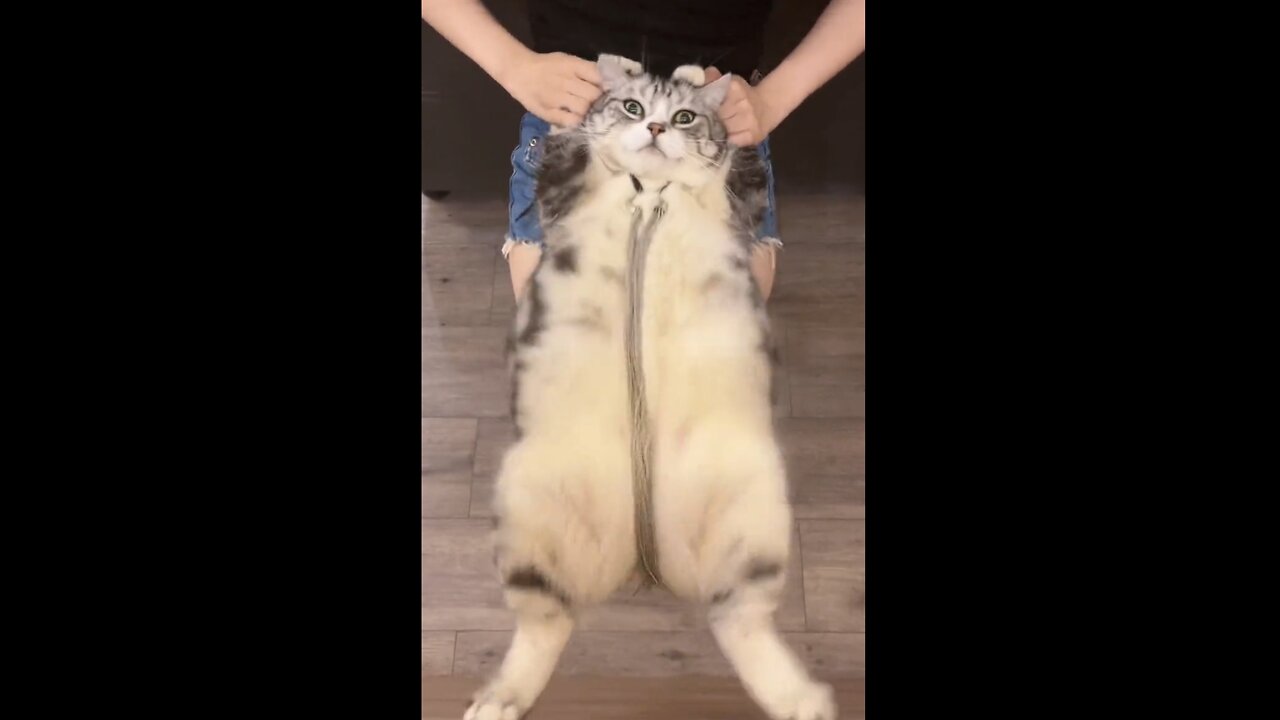 Catcat twerking dance