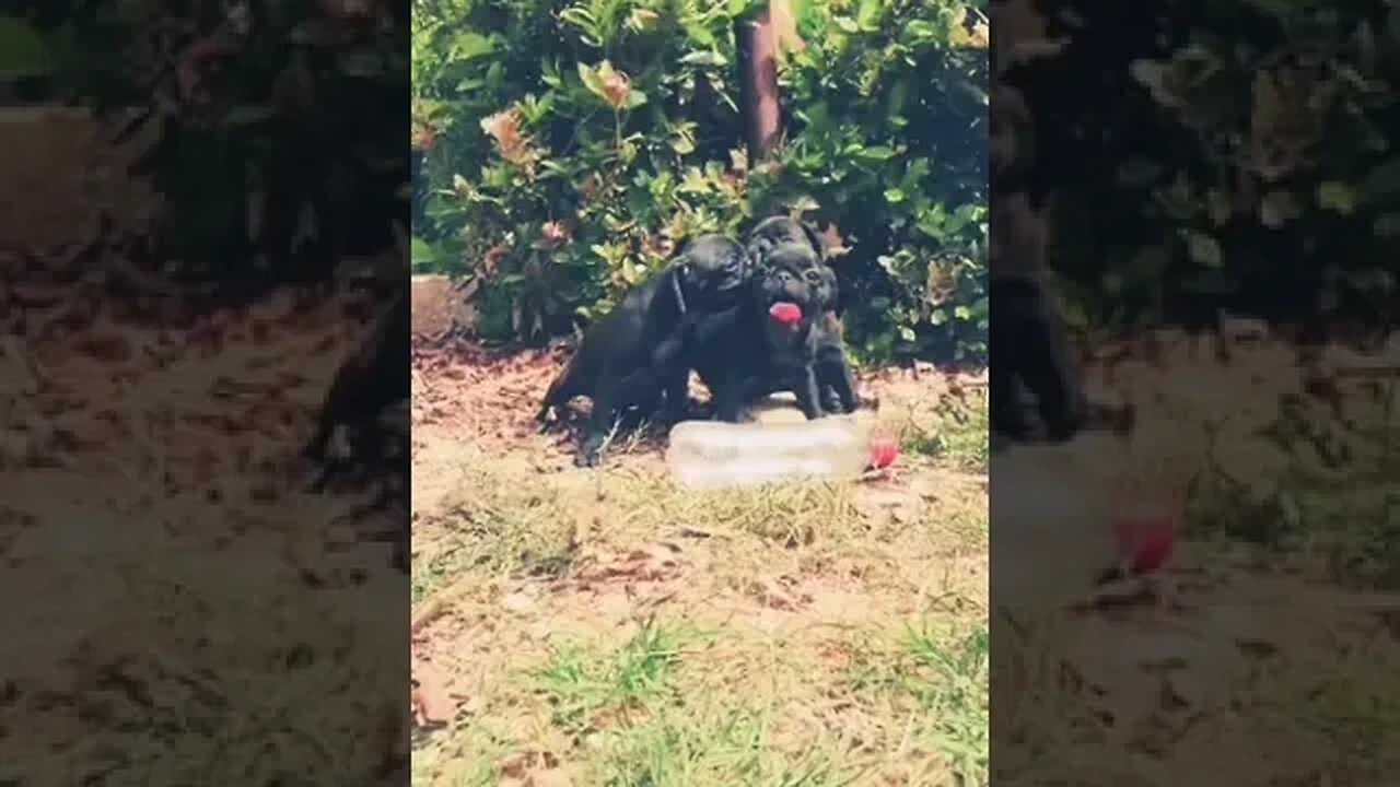 Cute Puppies #shorts