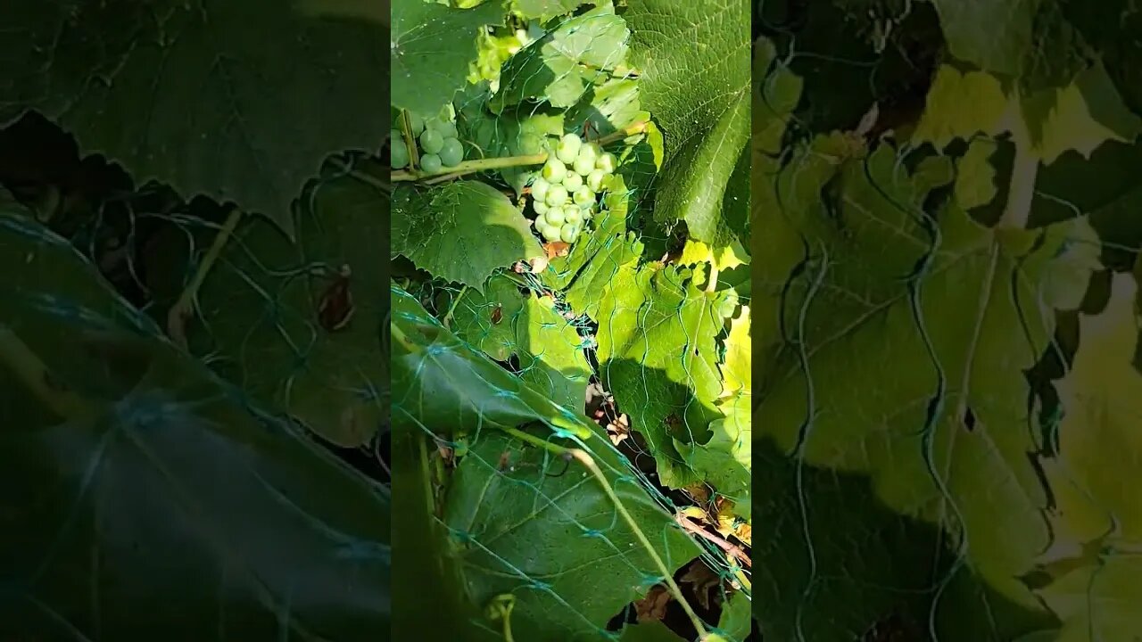 Almost grape! #gardenbeds #garden