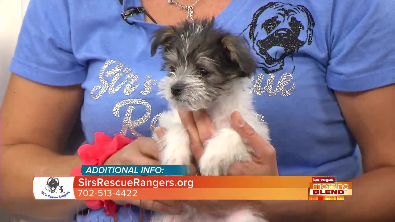 Sir's Rescue Rangers Inaugural 'Bow Wow Luau' Fundraiser