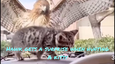 Hawk gets a surprise when hunting a kitten