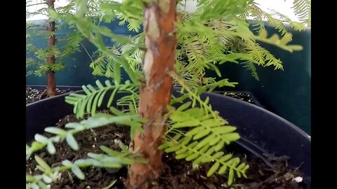 Dawn redwood Update August 2023