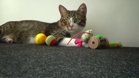 Kitten Doesn't Like the Rolling Toy