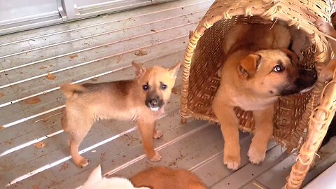 So cute family 🐶🥰