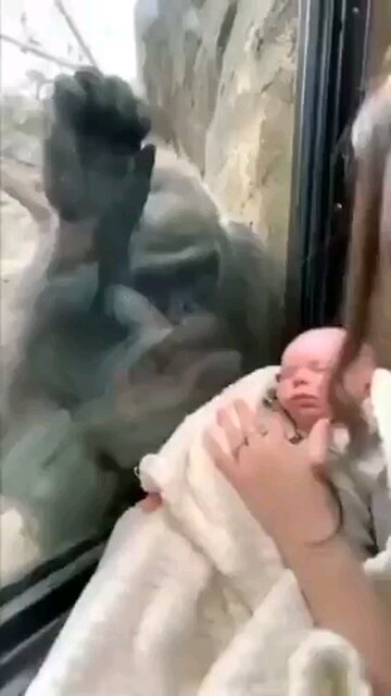 Nature: Mama gorilla admires baby, then needs to show off hers.