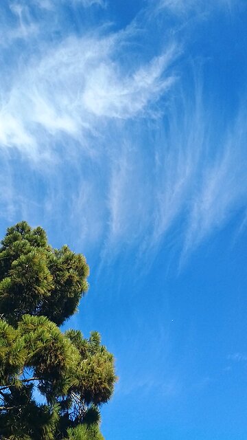 draconians assaulting humans