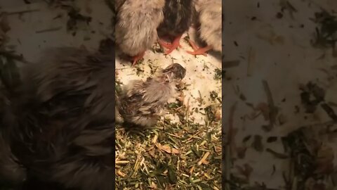 Guinea fowl keet returned to brooder after wash