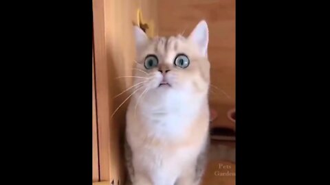 Top Funny Cat And Dog Videos