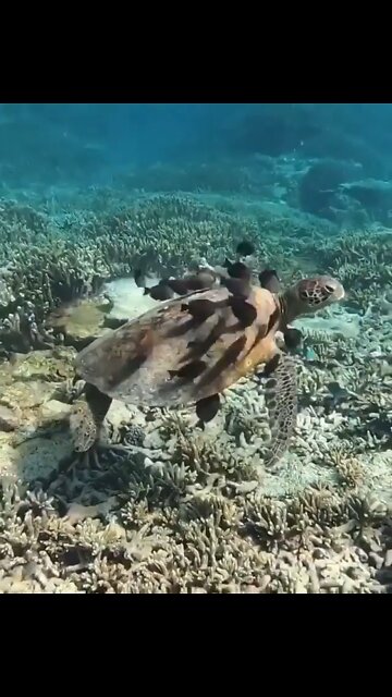 Is this where all the Cool Kids hang out? If you see a turtle, Save a turtle!