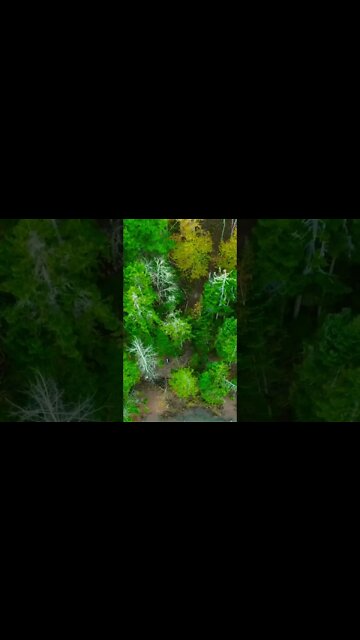 Vibrant Colorful Forrest as seen from a Drone