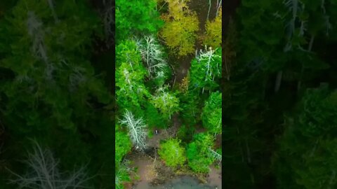 Vibrant Colorful Forrest as seen from a Drone