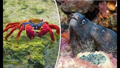 Eel catching crab under water very rare footage