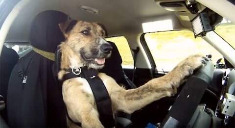 😎 TALENTED DOGS ❗ Funny videos 😂😂