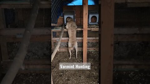 Hunting varmints in da chicken coop #lifewithdogs #varminthunters