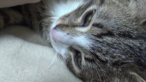 Cat Purrs Loudly and Wants to Kiss Mom