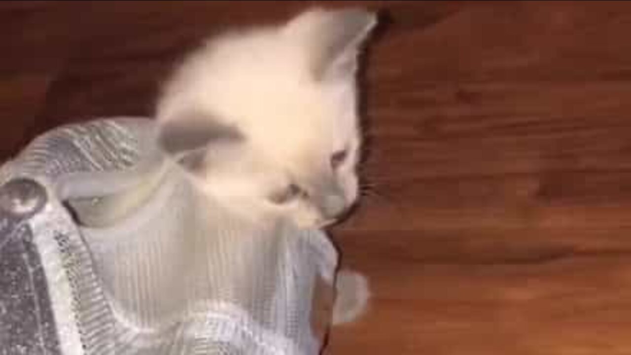 Adorable kitten turns baseball cap into little tortoise