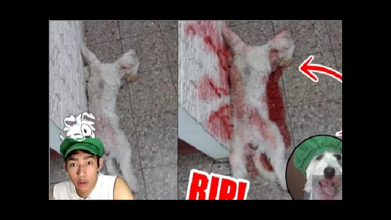 LA MUERTE DE CURLY! EL PERRO DE FERNANFLOO | ES MENTIRA ¿Por qué Fernanfloo Ya no Sube Videos?