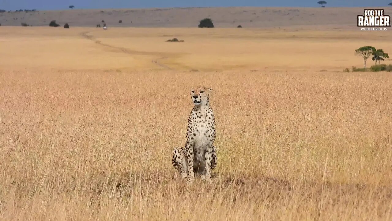 Cheetah On the Move | Lalashe Maasai Mara Safari