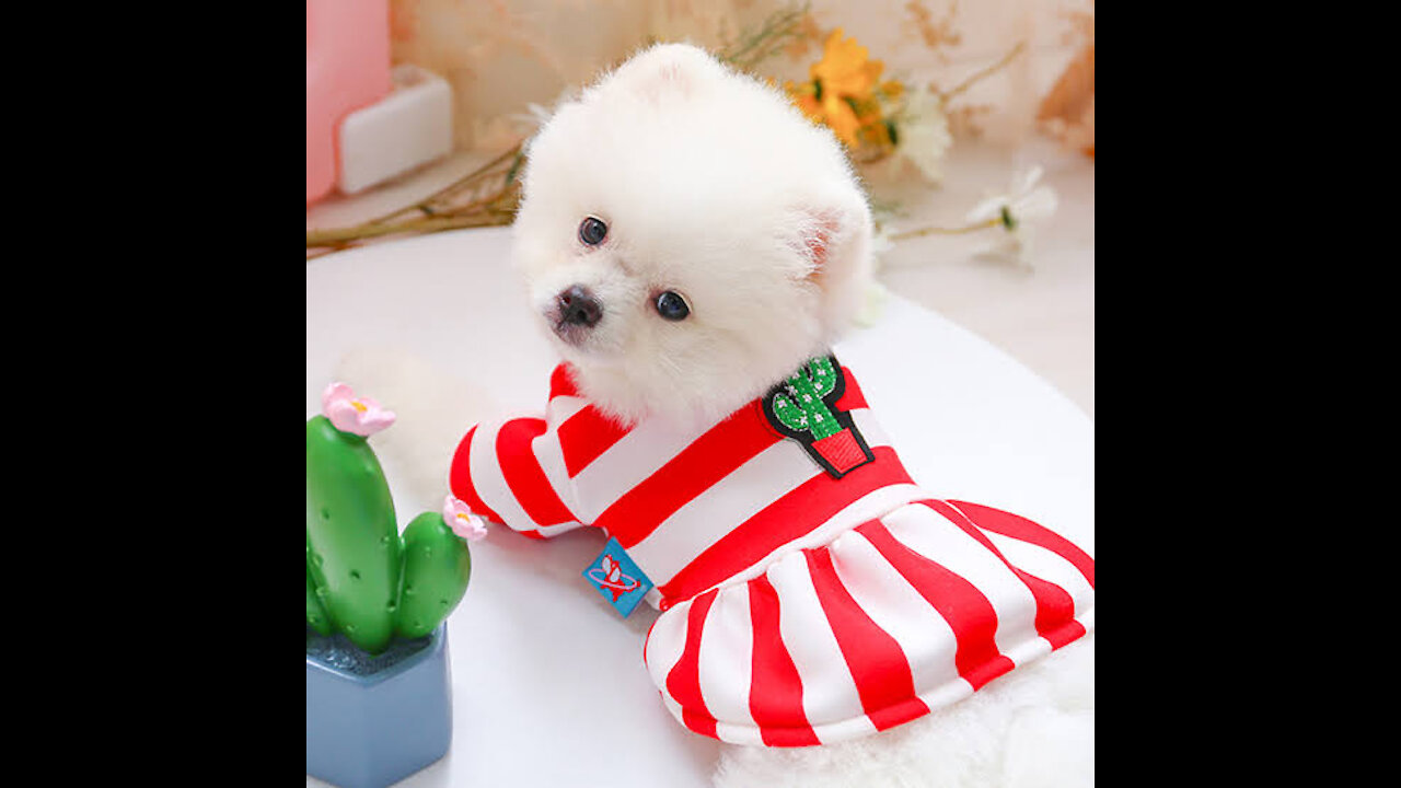 Cute Pomeranian dog funny and amazing activity