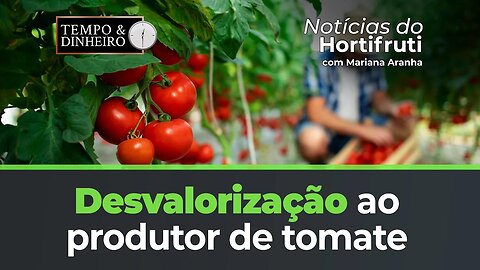 Desvalorização ao produtor de tomate