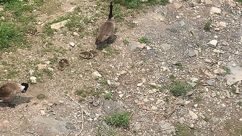 Family of geese