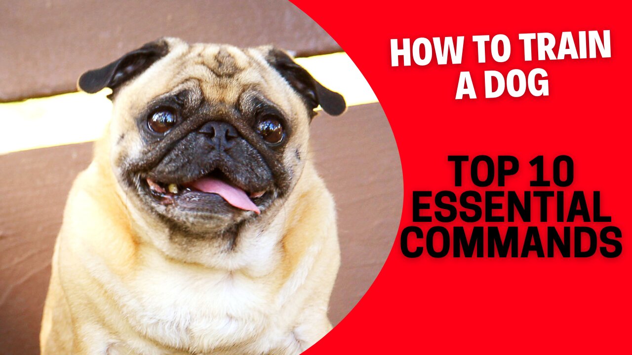 Basic Dog Training // TOP 10 Essential Commands Every Dog Should Know