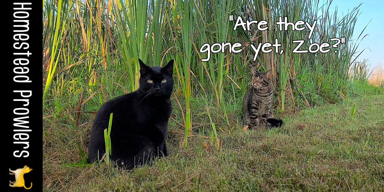 Otis Cat and Zoe Cat Wait For Disconcerting Big Birds To Leave