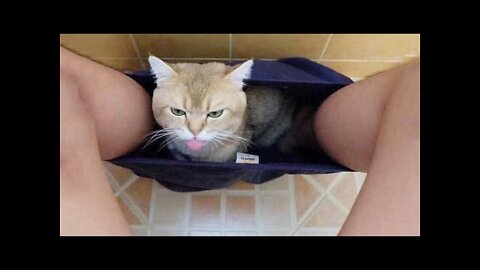 Funny Cats and Kittens Meowing Compilation