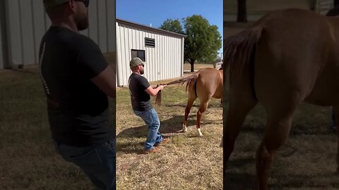 Loud CRACK on horse!