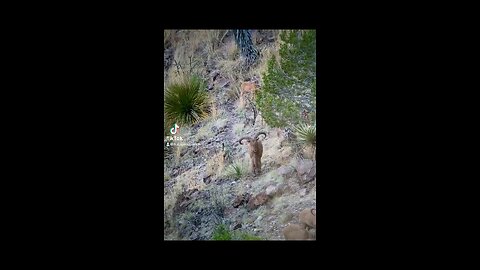 West Texas Aoudad Sheep