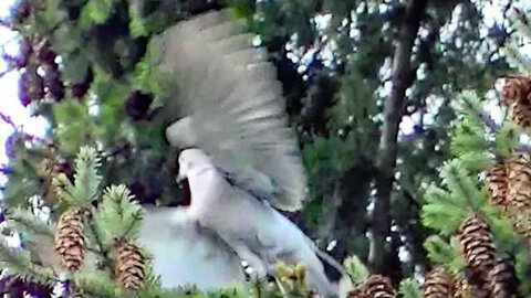 IECV NV #310 - 🕊️ Grey Turtle Dove In The Neighbor's Pine Tree 5-12-2017