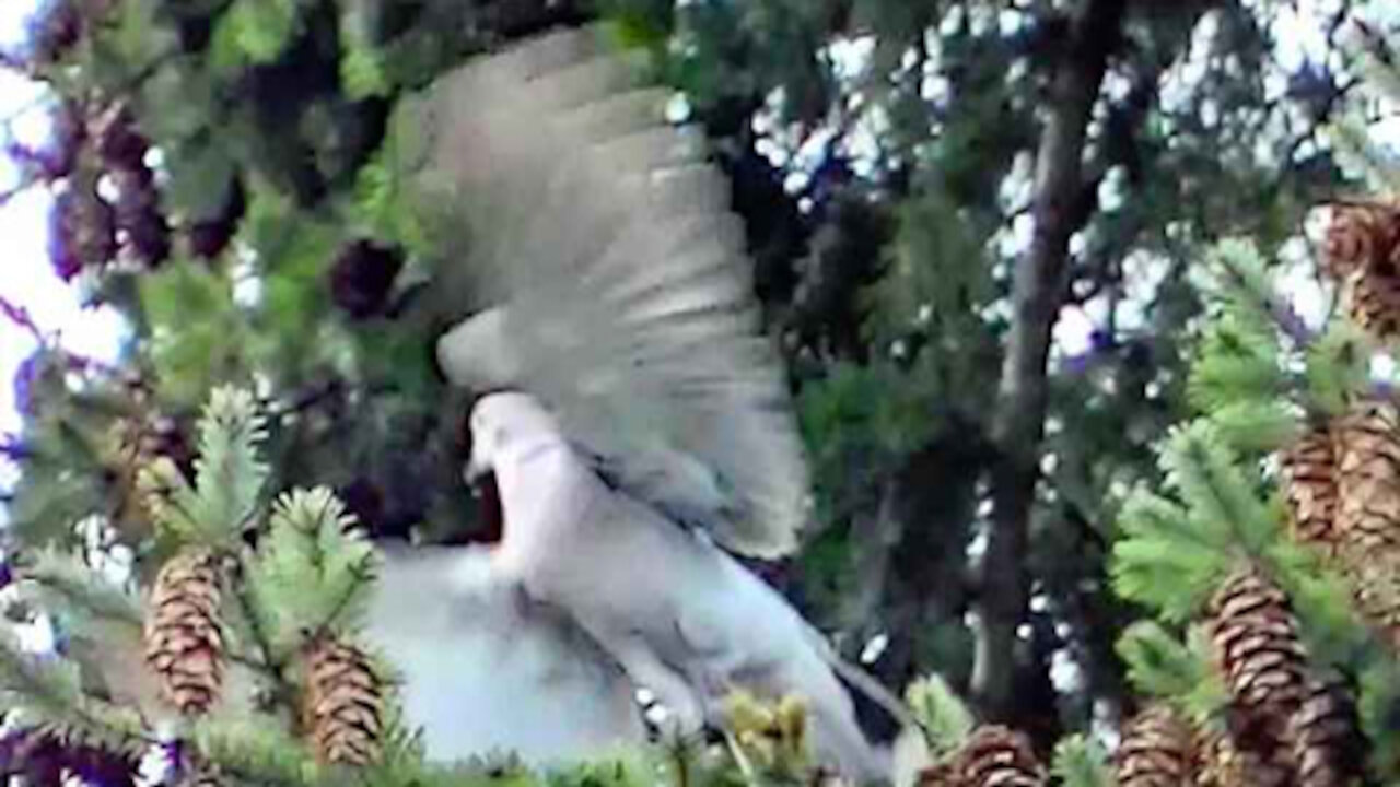IECV NV #310 - 🕊️ Grey Turtle Dove In The Neighbor's Pine Tree 5-12-2017