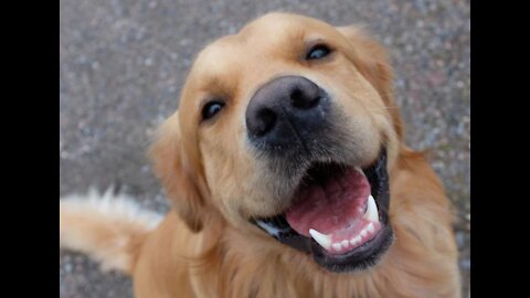 Top Signs Your Dog Is Happy With You! Is Your Dog Happy? Top 10