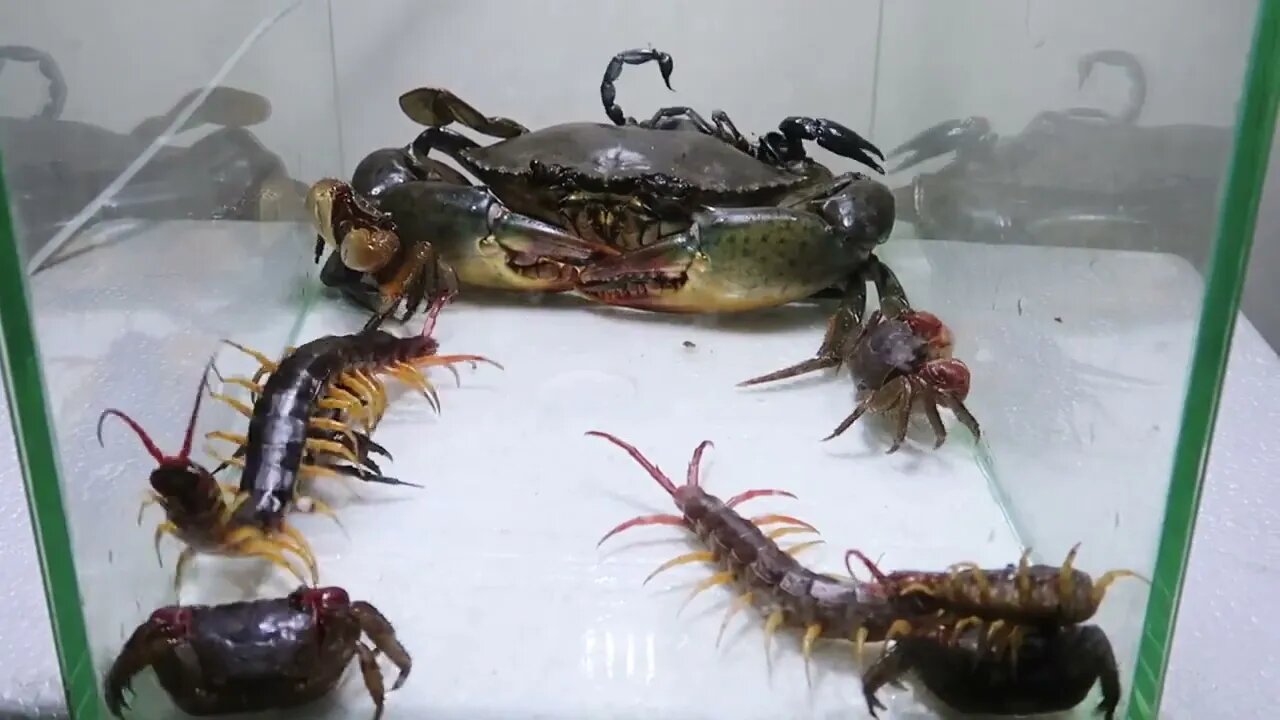 Sea Crab Centipede Emperor Scorpion Water36 4