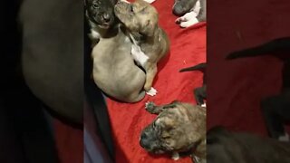 Pitbull Puppies