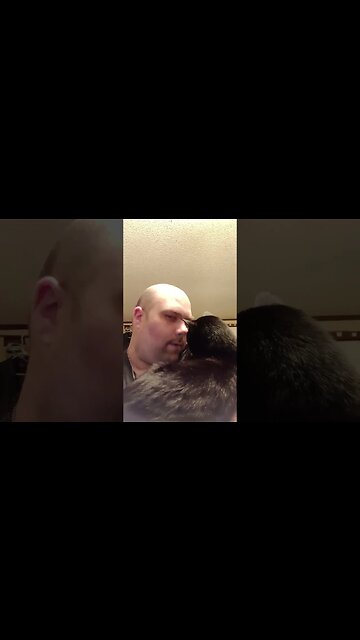 spending time with kitty #shortsvideo #shortsfeed #youtubeshorts #catvideos #cat