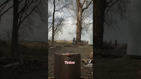 Cutting down a big dead cottonwood