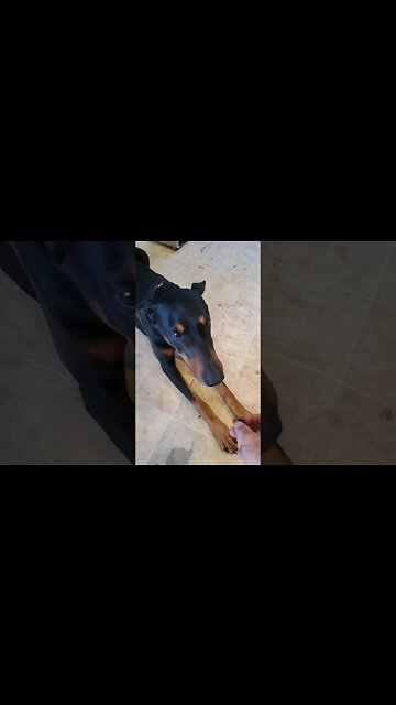 How To Teach a Dog to Crawl on Command🐕❤️ #doberman #tricks #dogtraining #crawl #dobermantraining