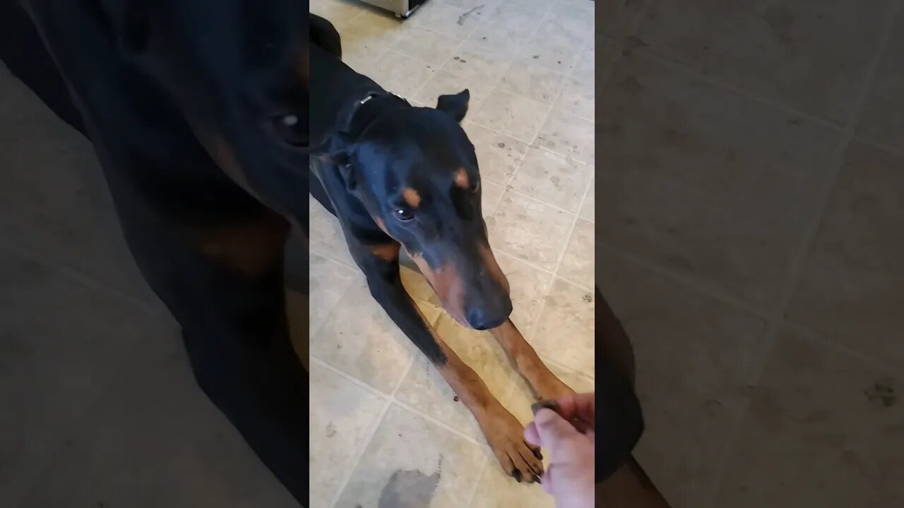 How To Teach a Dog to Crawl on Command🐕❤️ #doberman #tricks #dogtraining #crawl #dobermantraining