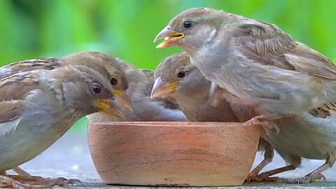 Welcome to the House Sparrow Breakfast Rush. Lots of Chirping