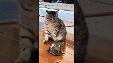 Amazing Cute Cat Funny Videos 2023 🤣🤣🤣 #funny #entertainment #shorts