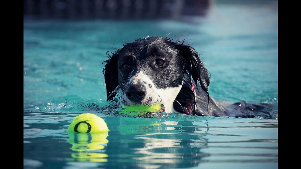 Teaching Dogs How To Swim