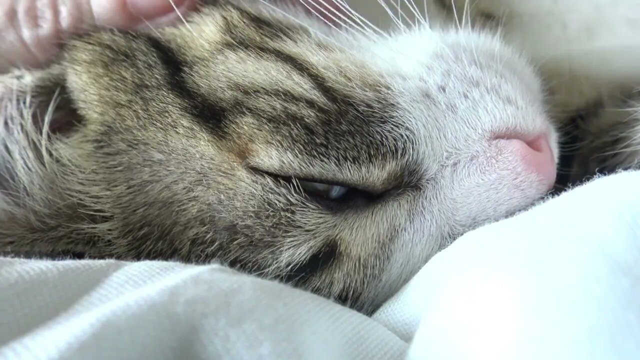 Pet Me and I Will Purr and Close My Inner Eyelids