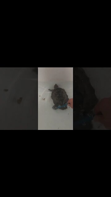 He Loves a Back Scratch 🐢 #pets #fyp #turtle