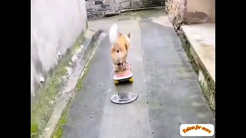 Heavy driver dog😂 interesting video